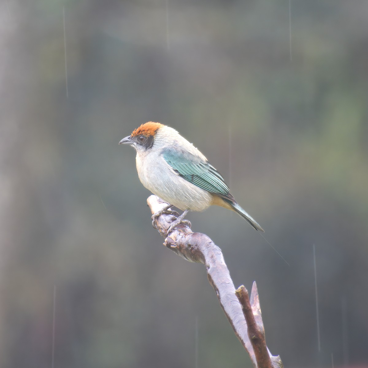 Scrub Tanager - ML646471395