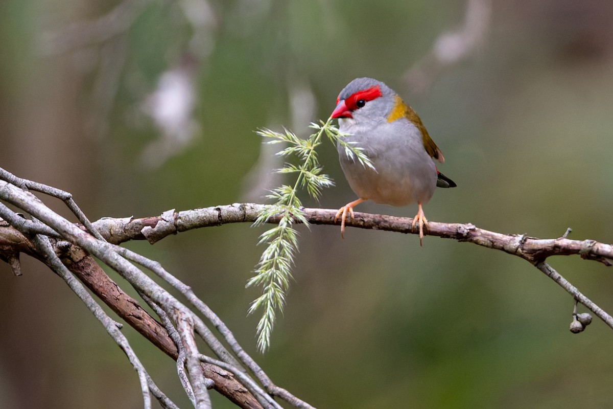 Red-browed Firetail - ML646471396