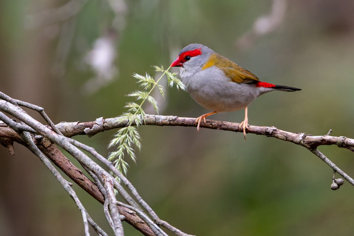 Red-browed Firetail - ML646471397