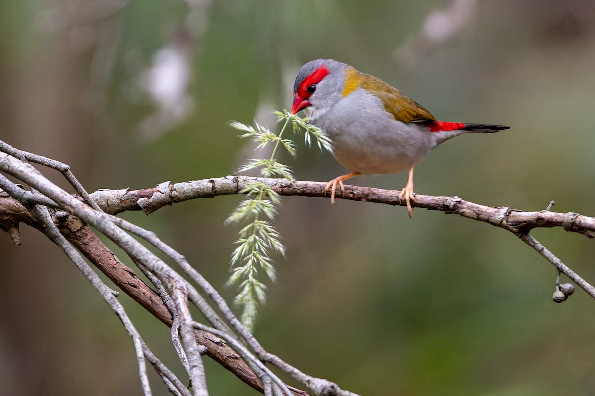 Red-browed Firetail - ML646471398