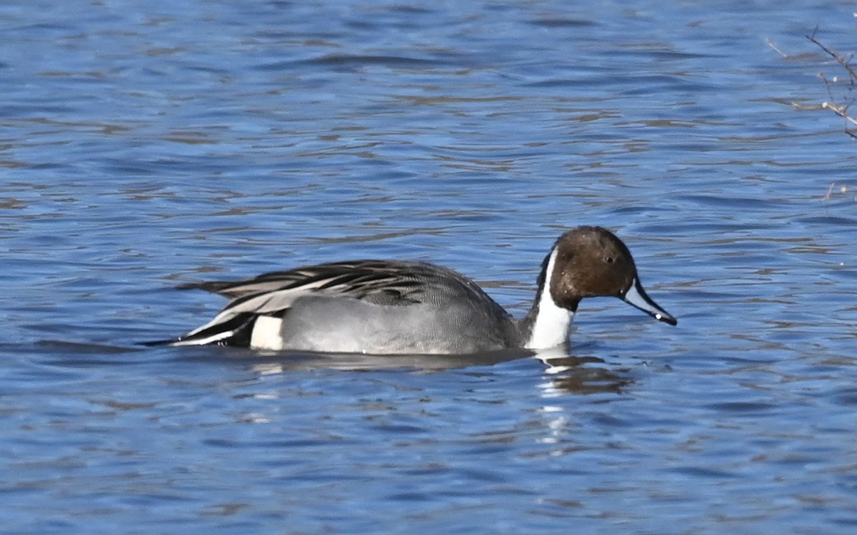 Northern Pintail - ML646471400
