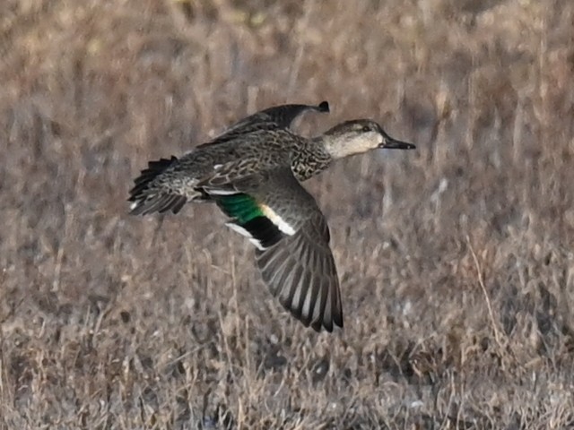 Green-winged Teal - ML646471402