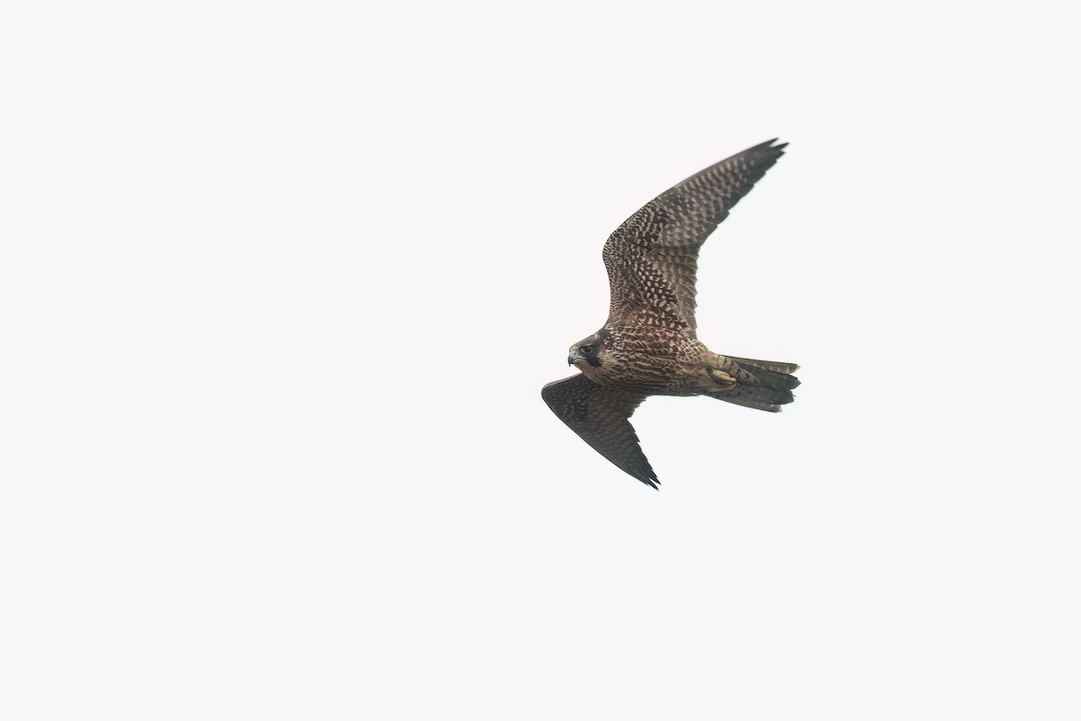 Peregrine Falcon - ML646471403
