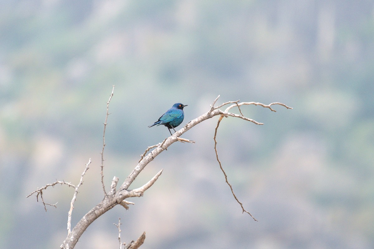 Cape Starling - ML646471404