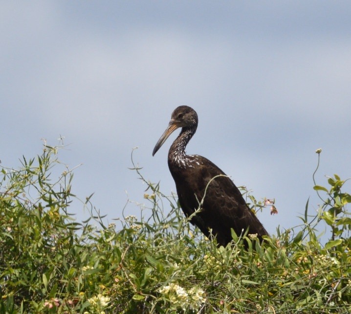 Limpkin - ML646471405