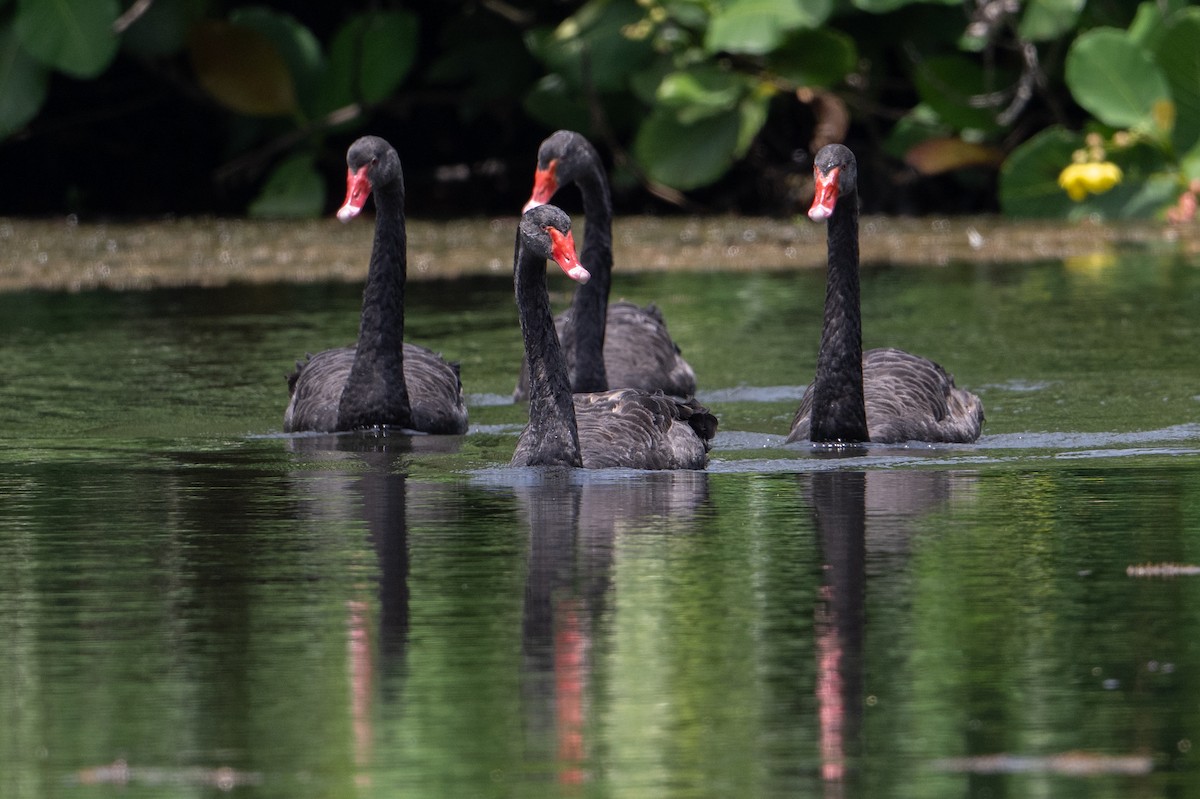 Black Swan - ML646471406