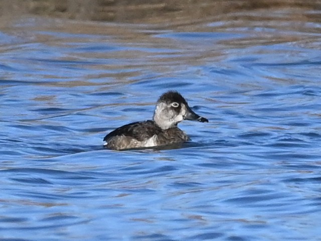 polák proužkozobý - ML646471409