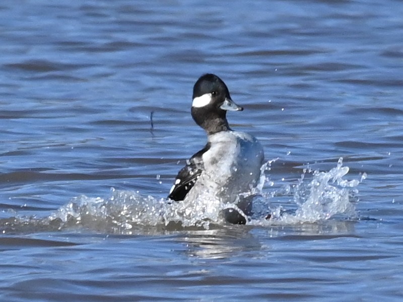 hohol bělavý - ML646471422