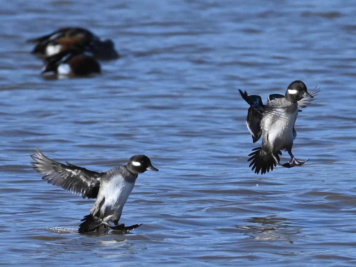 hohol bělavý - ML646471423