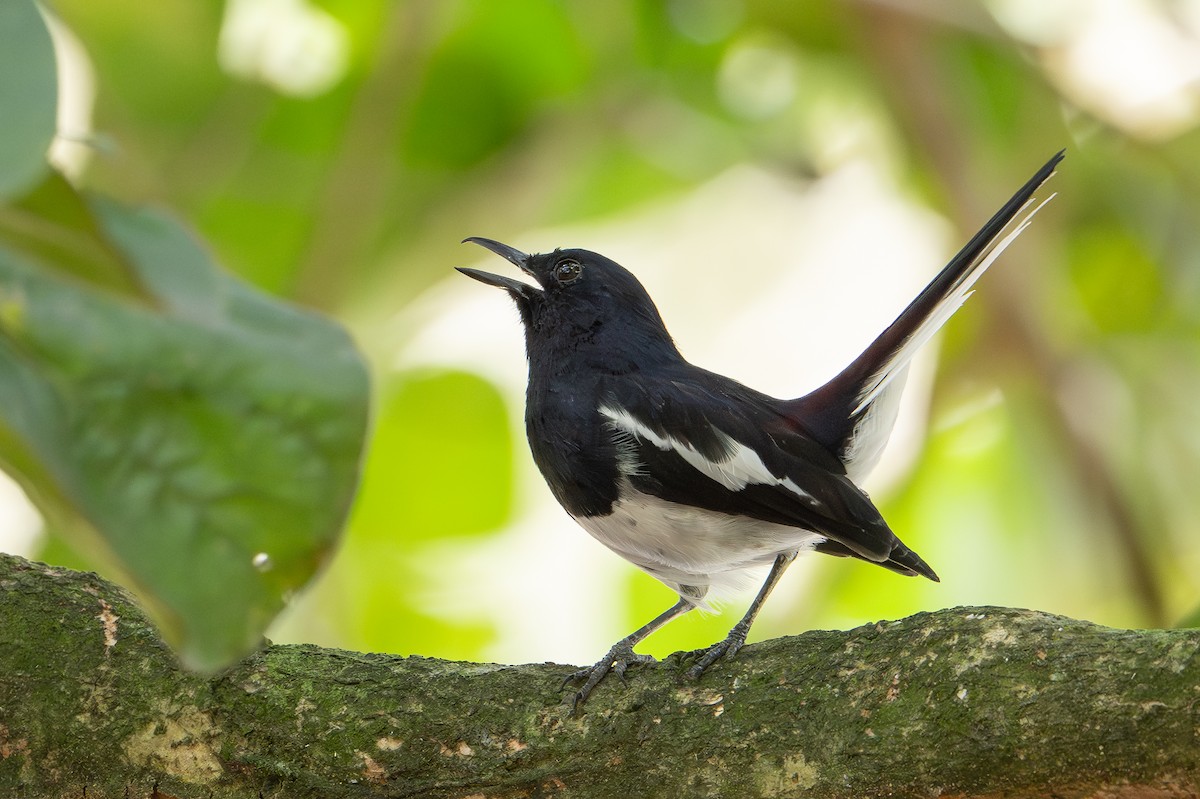 Oriental Magpie-Robin - ML646471425