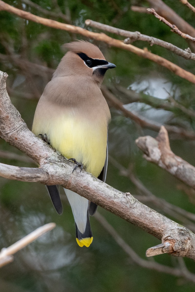 Cedar Waxwing - ML646471437