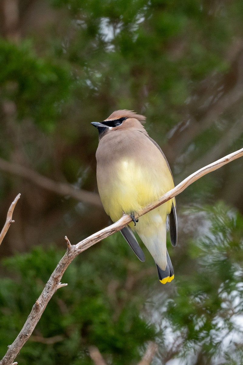 Cedar Waxwing - ML646471438