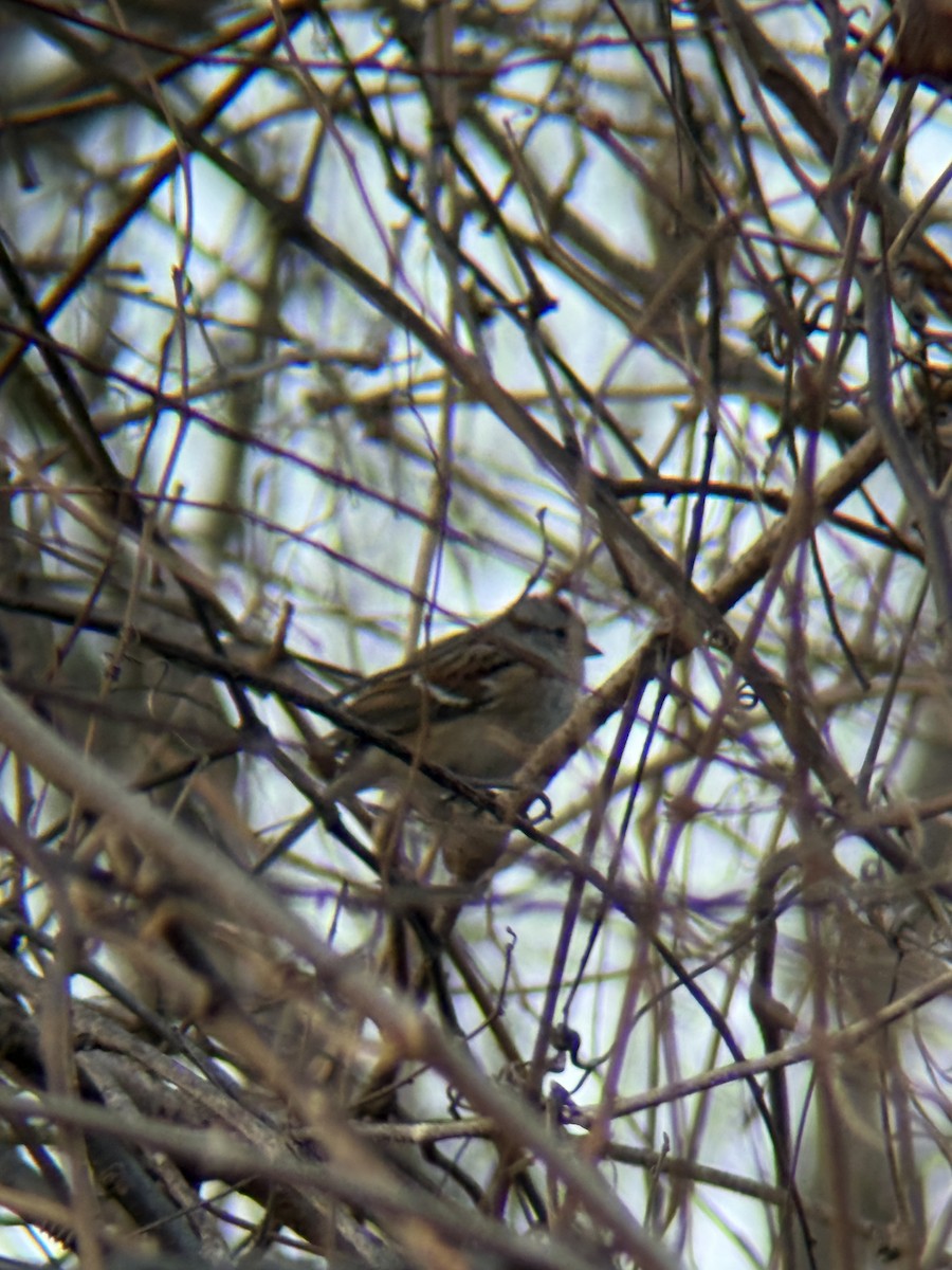 American Tree Sparrow - ML646471439
