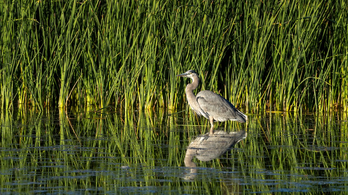 Great Blue Heron - ML646471440