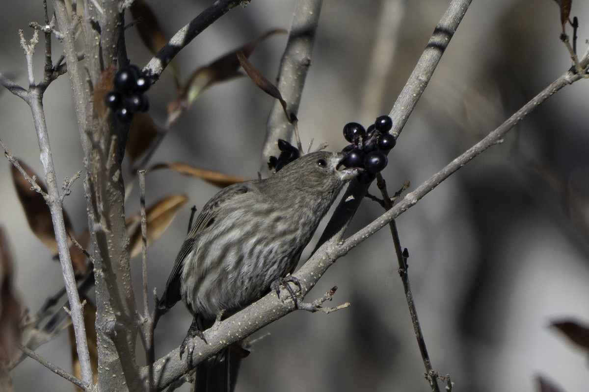 hýl rudoprsý - ML646471441