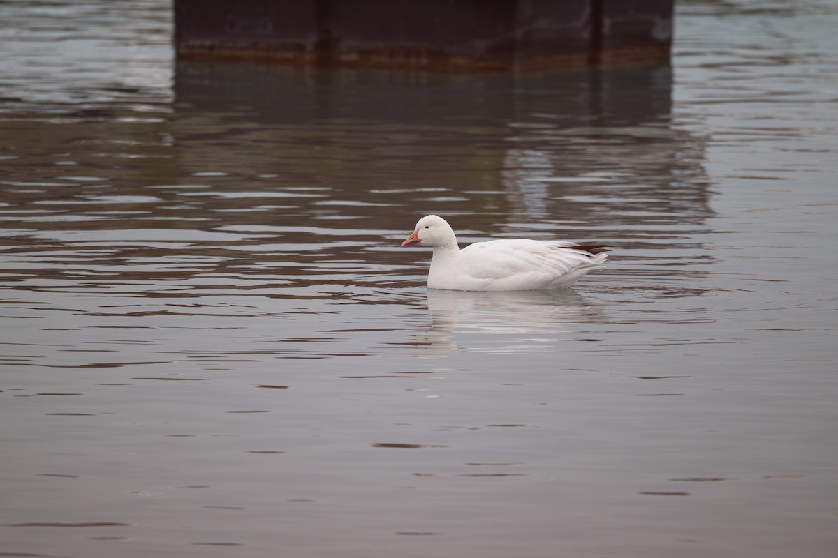 Snow Goose - ML646471444