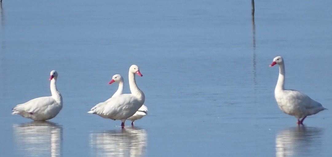 カモハクチョウ - ML646471449