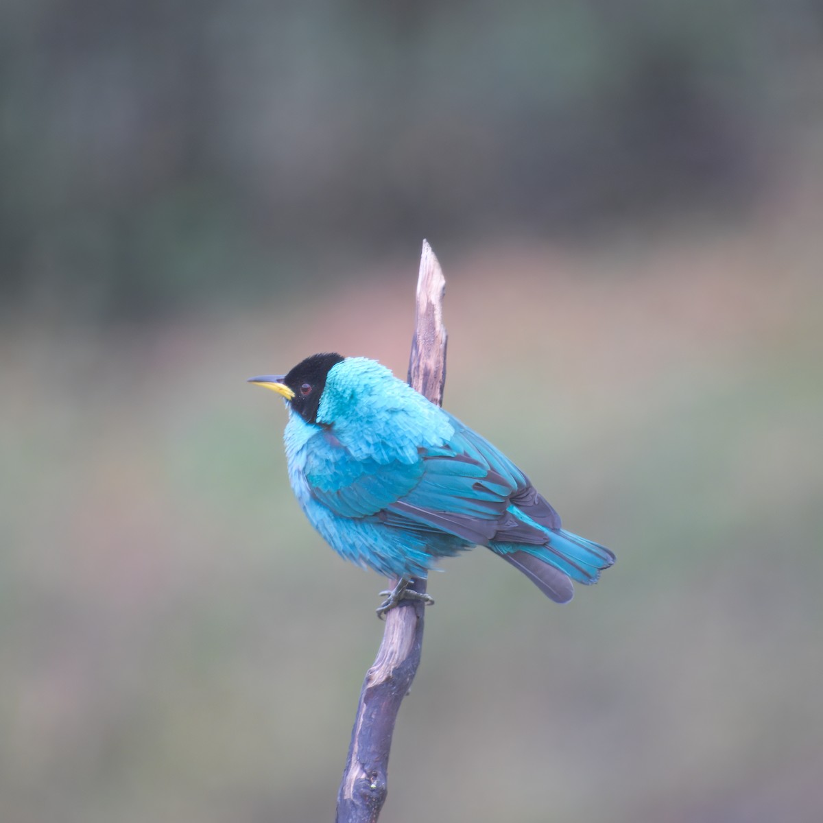 Green Honeycreeper - ML646471450