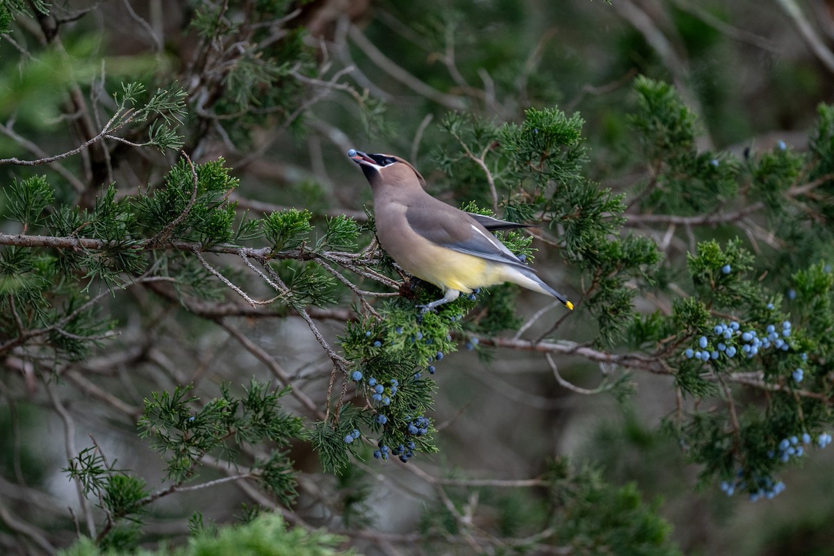 Cedar Waxwing - ML646471451