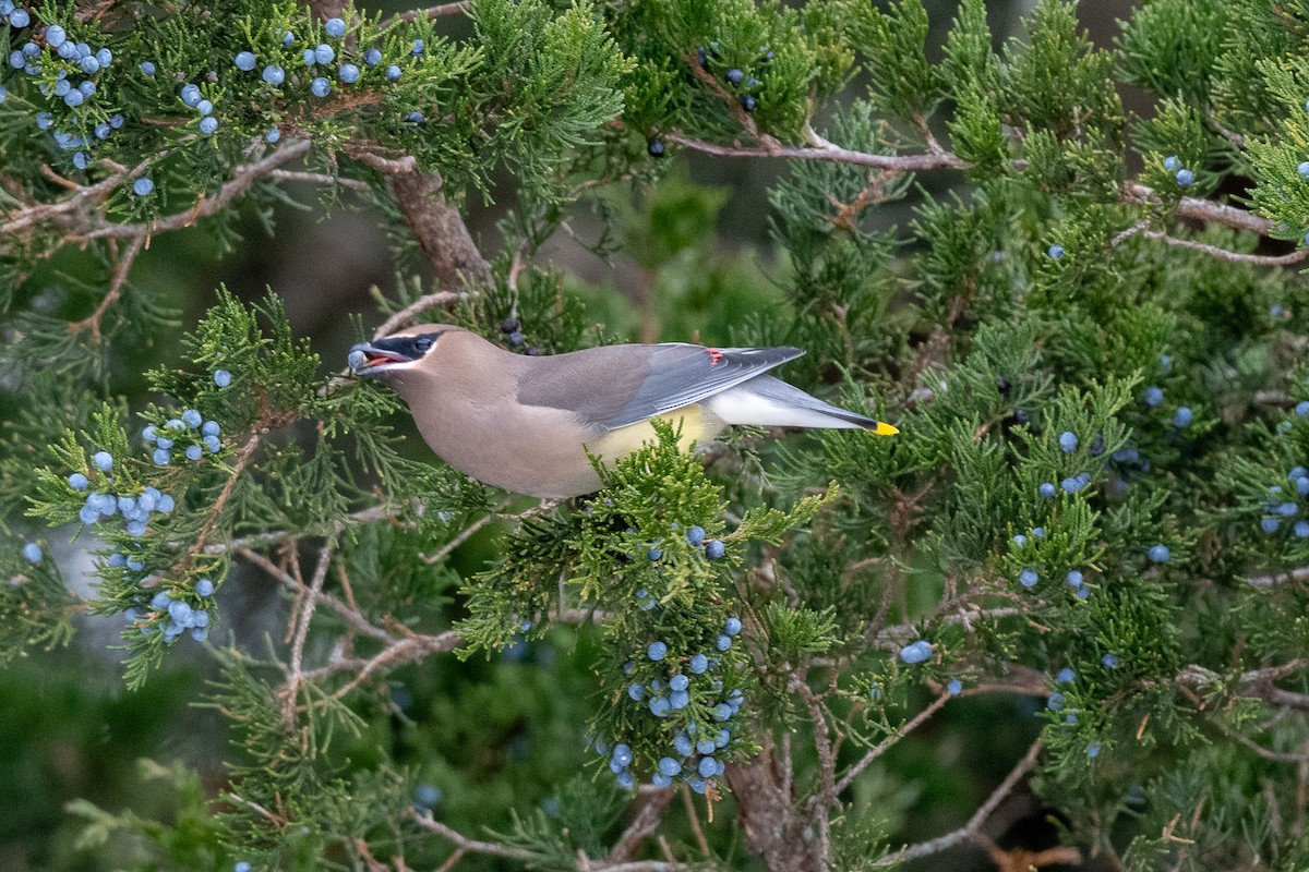 Cedar Waxwing - ML646471452