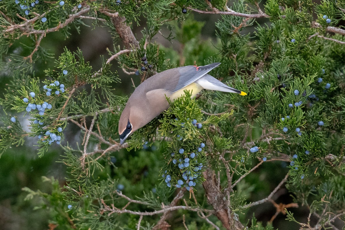 Cedar Waxwing - ML646471453