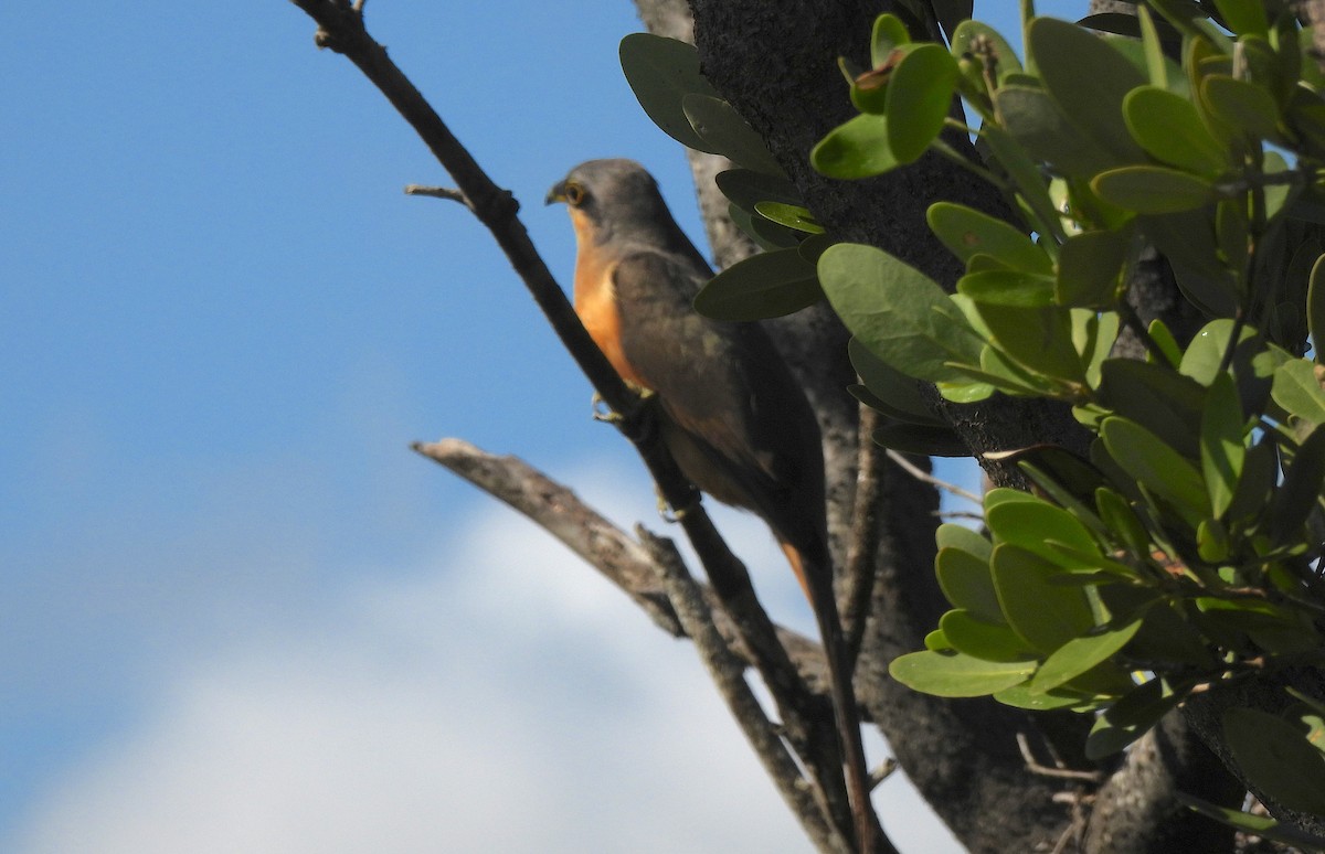 Mangrove Cuckoo - ML646471455