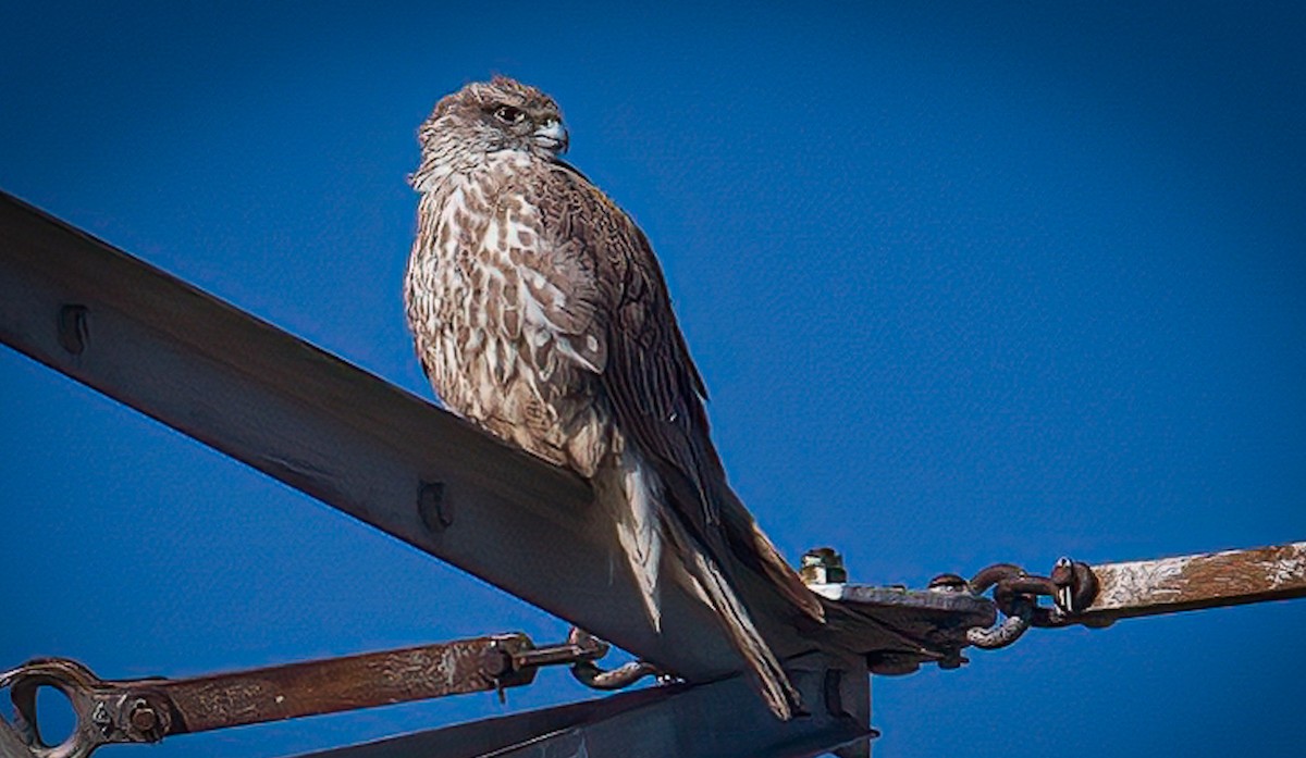 Faucon gerfaut - ML646471466