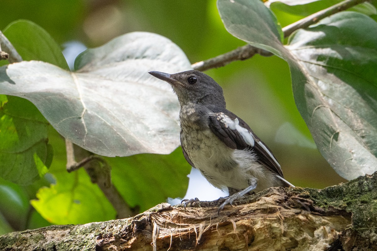 Oriental Magpie-Robin - ML646471467