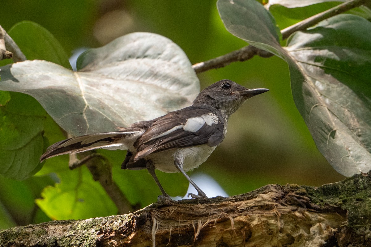 Oriental Magpie-Robin - ML646471470