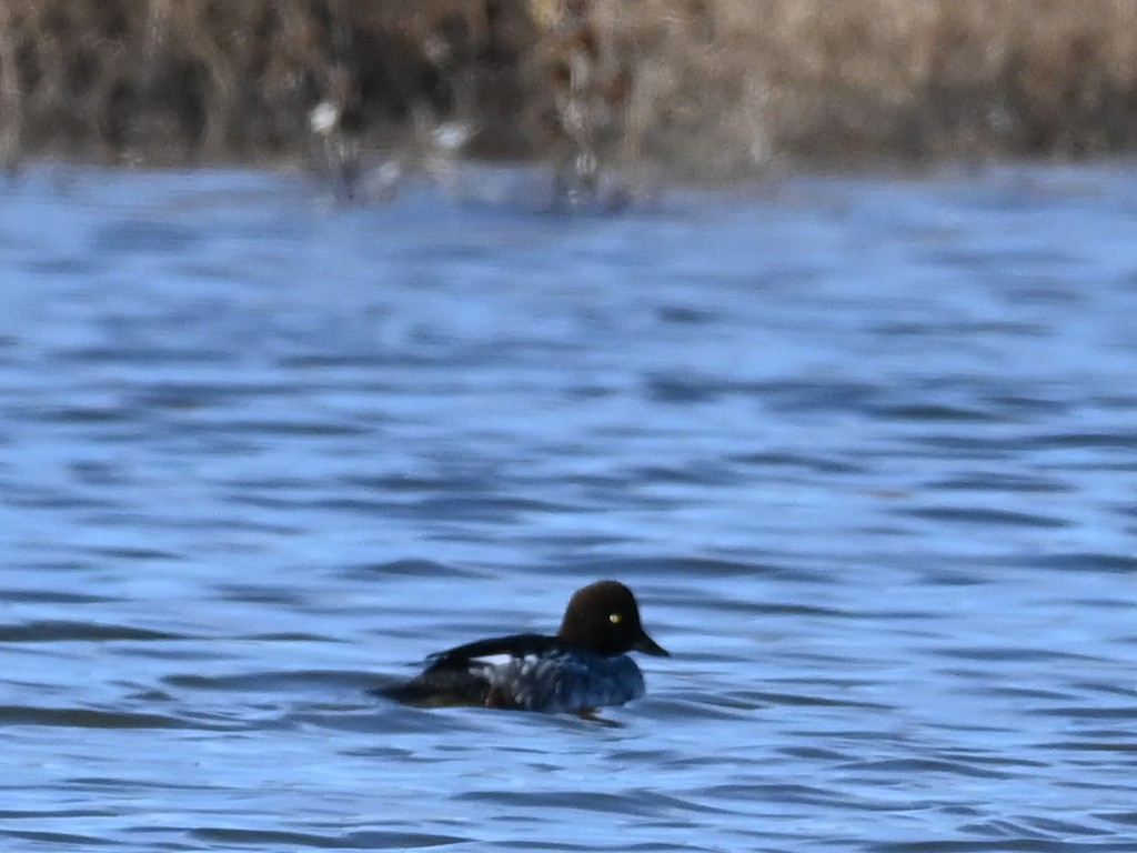 hohol severní - ML646471471