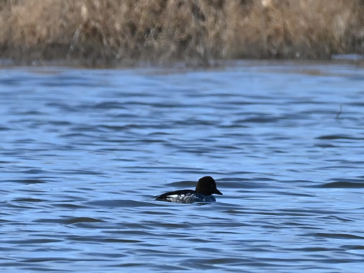 hohol severní - ML646471472