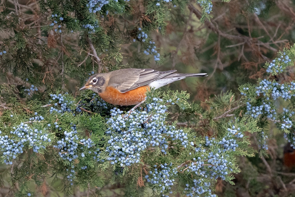 American Robin - ML646471473