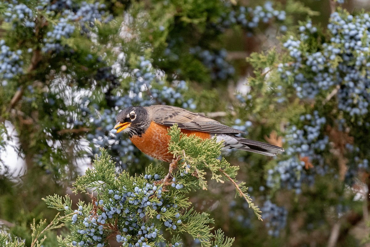 American Robin - ML646471474