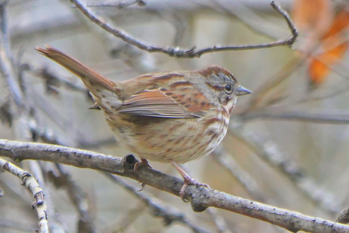 Song Sparrow - ML646471481