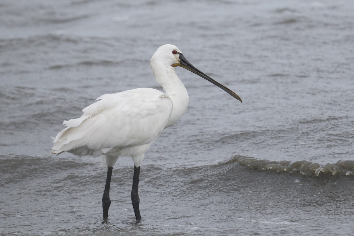 Eurasian Spoonbill - ML646471483