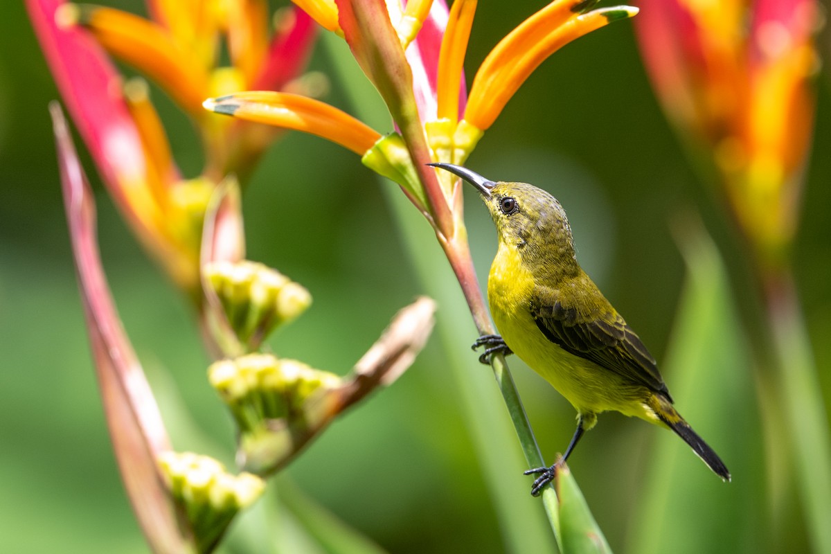 Ornate Sunbird - ML646471486
