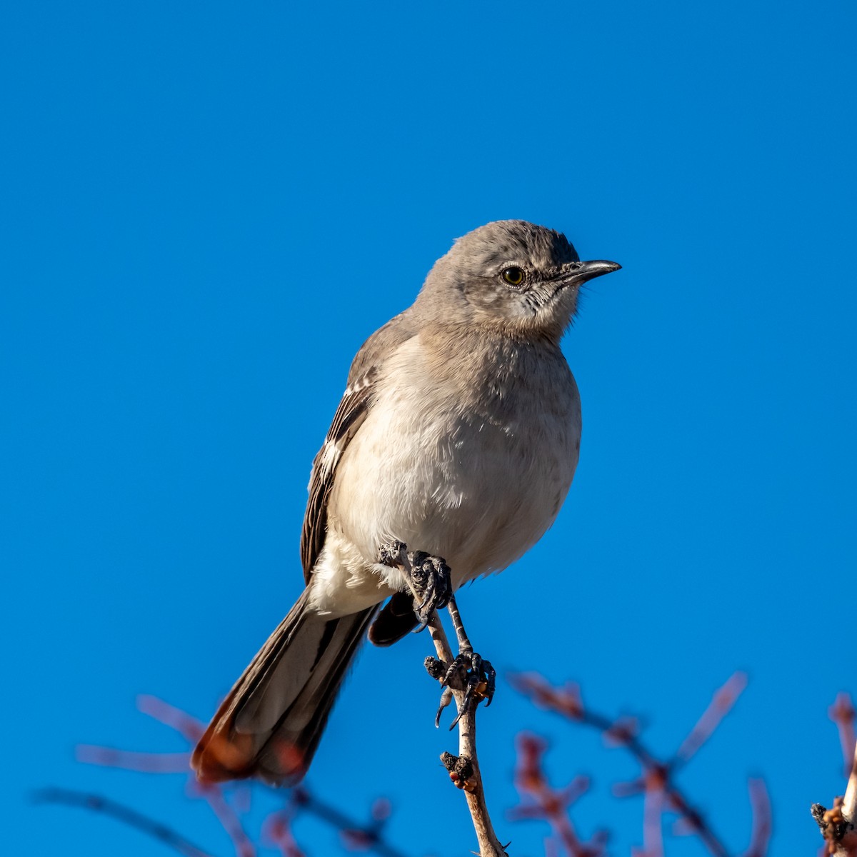 Northern Mockingbird - ML646471488