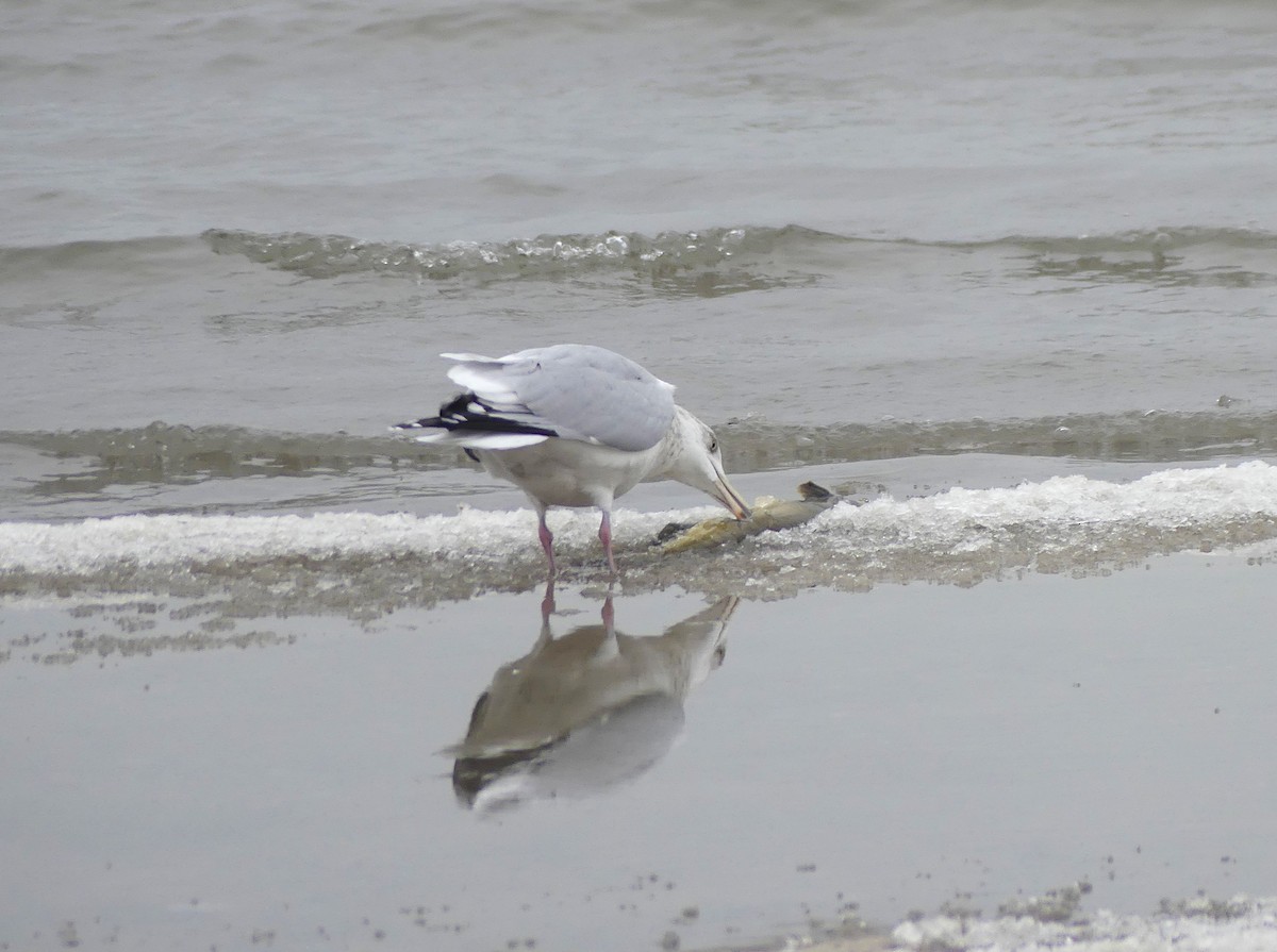 American Herring Gull - ML646471489