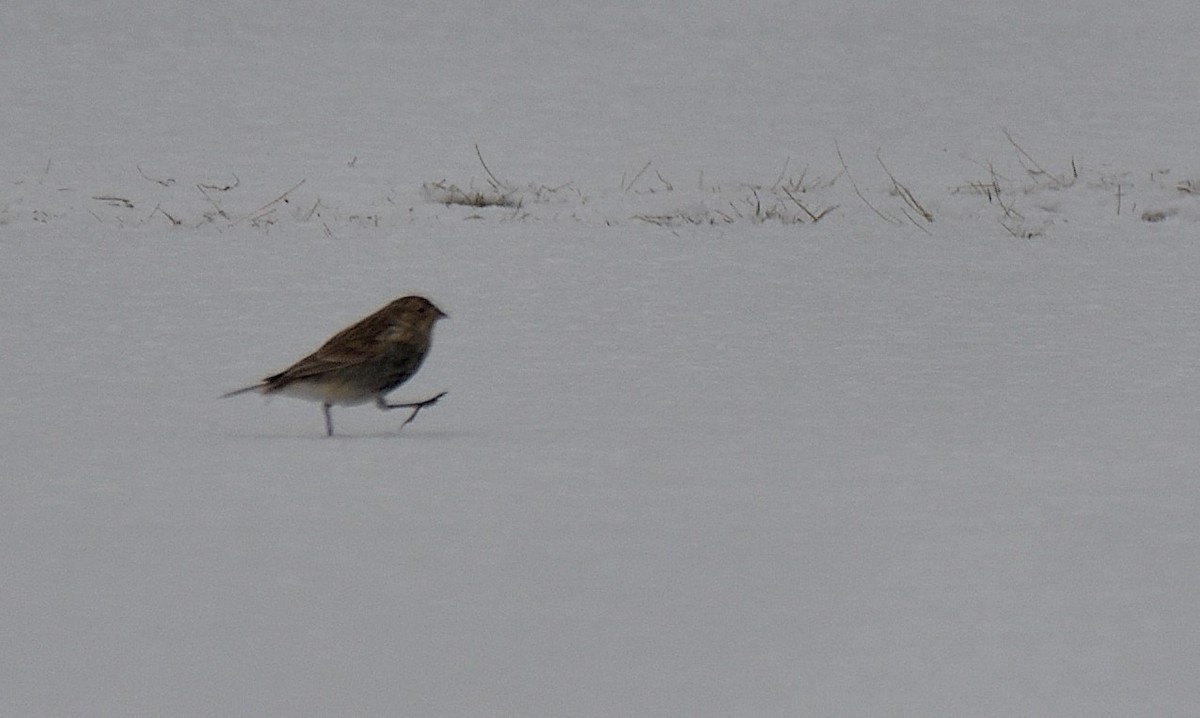 Chestnut-collared Longspur - ML646471493