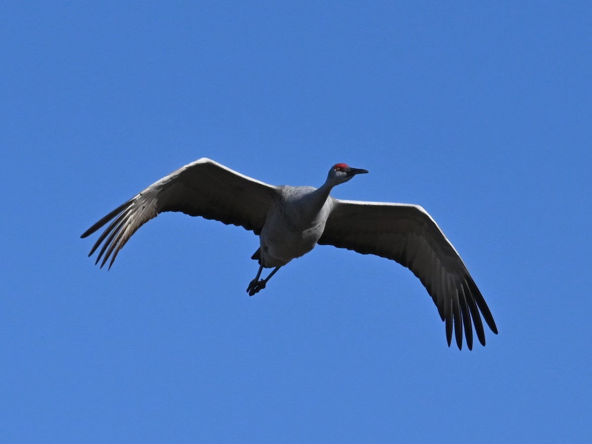 jeřáb kanadský - ML646471495