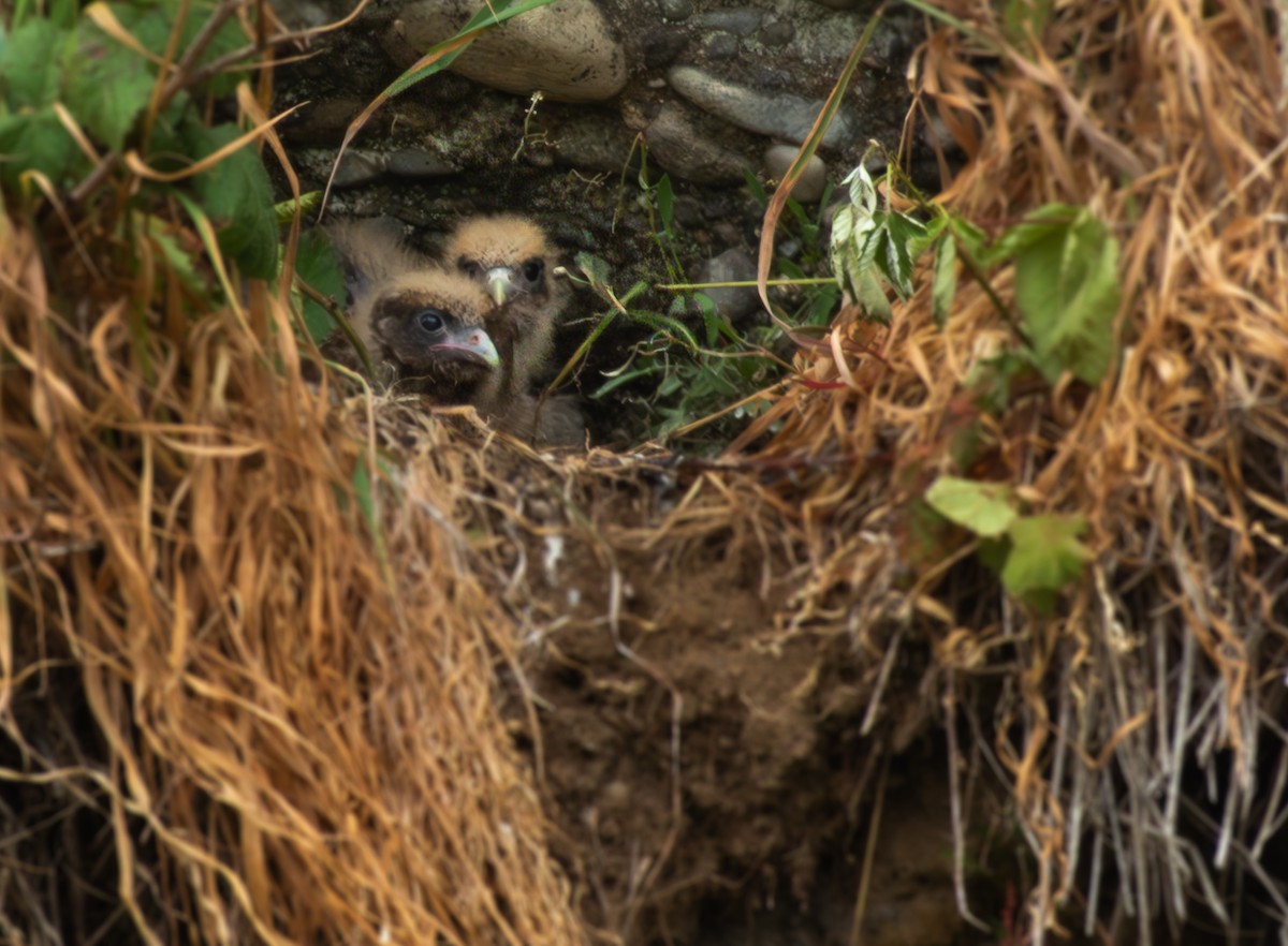 Chimangokarakara - ML646471499