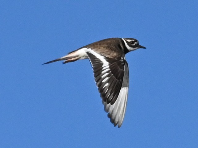 kulík rezavoocasý - ML646471500