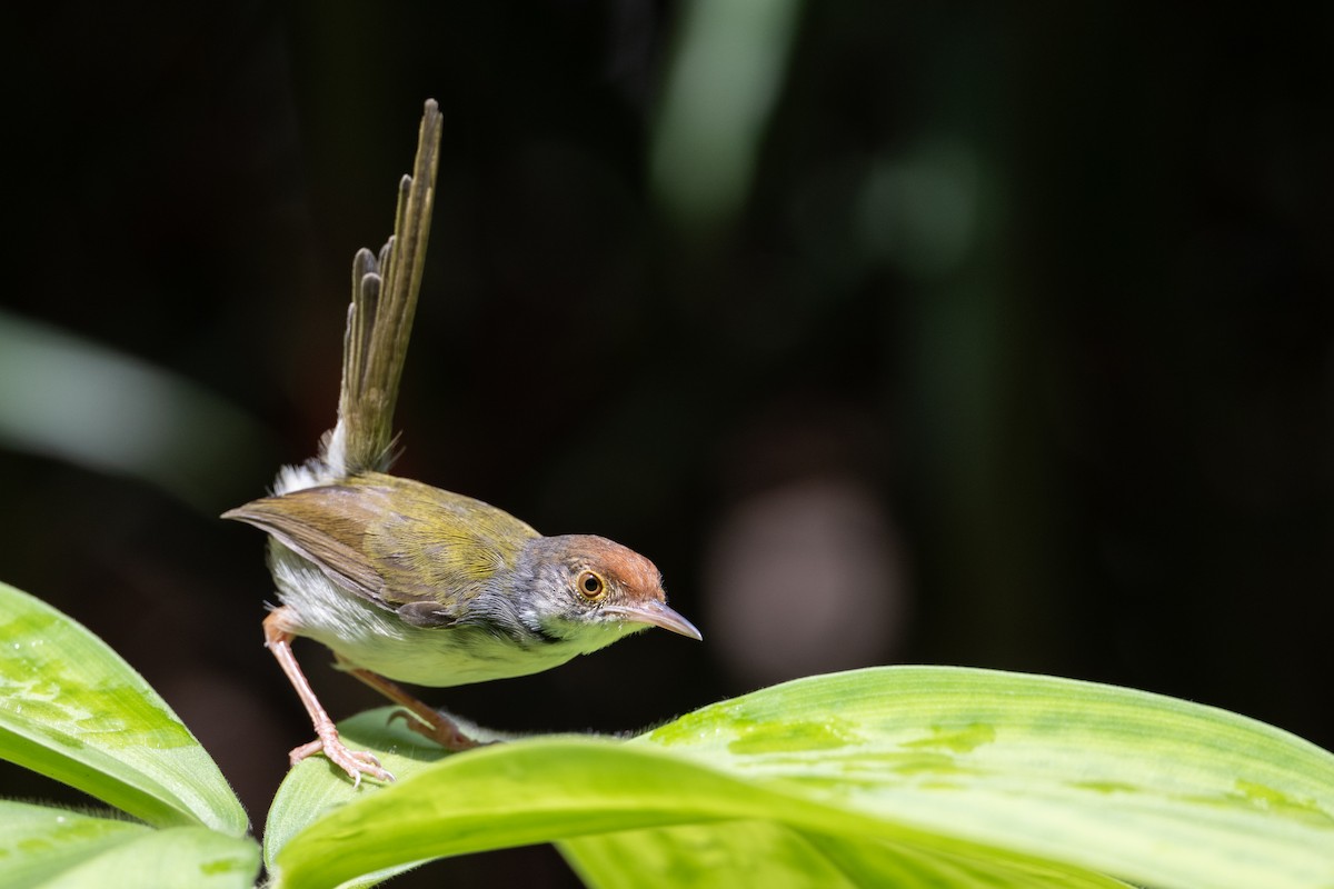 Common Tailorbird - ML646471501