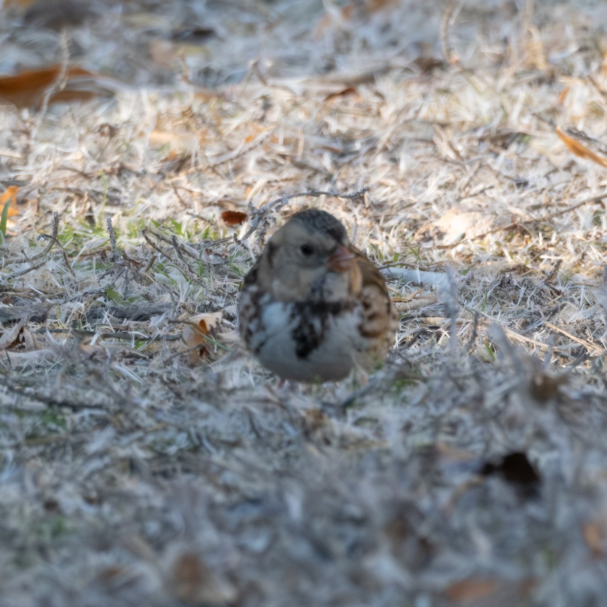 Harris's Sparrow - ML646471502