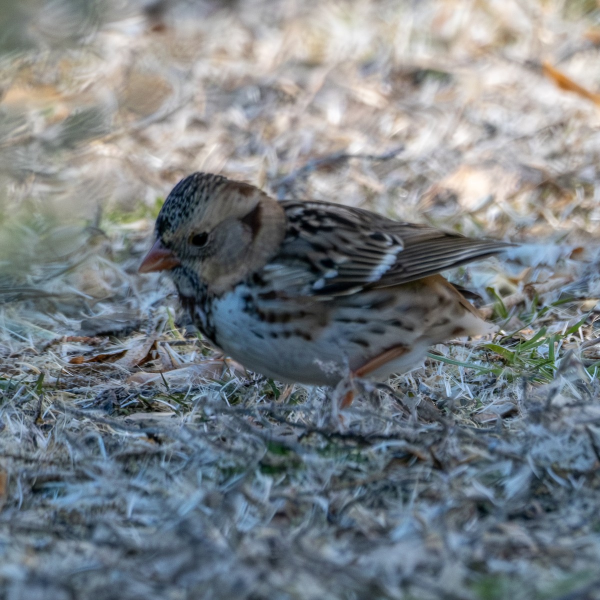 Harris's Sparrow - ML646471503