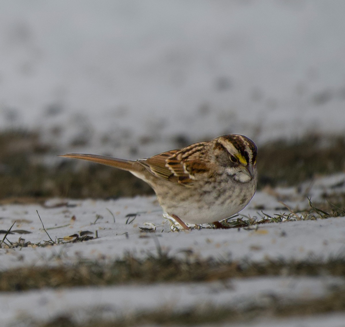 White-throated Sparrow - ML646471505