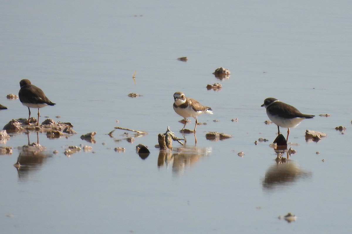 Eskimoregenpfeifer - ML646471506