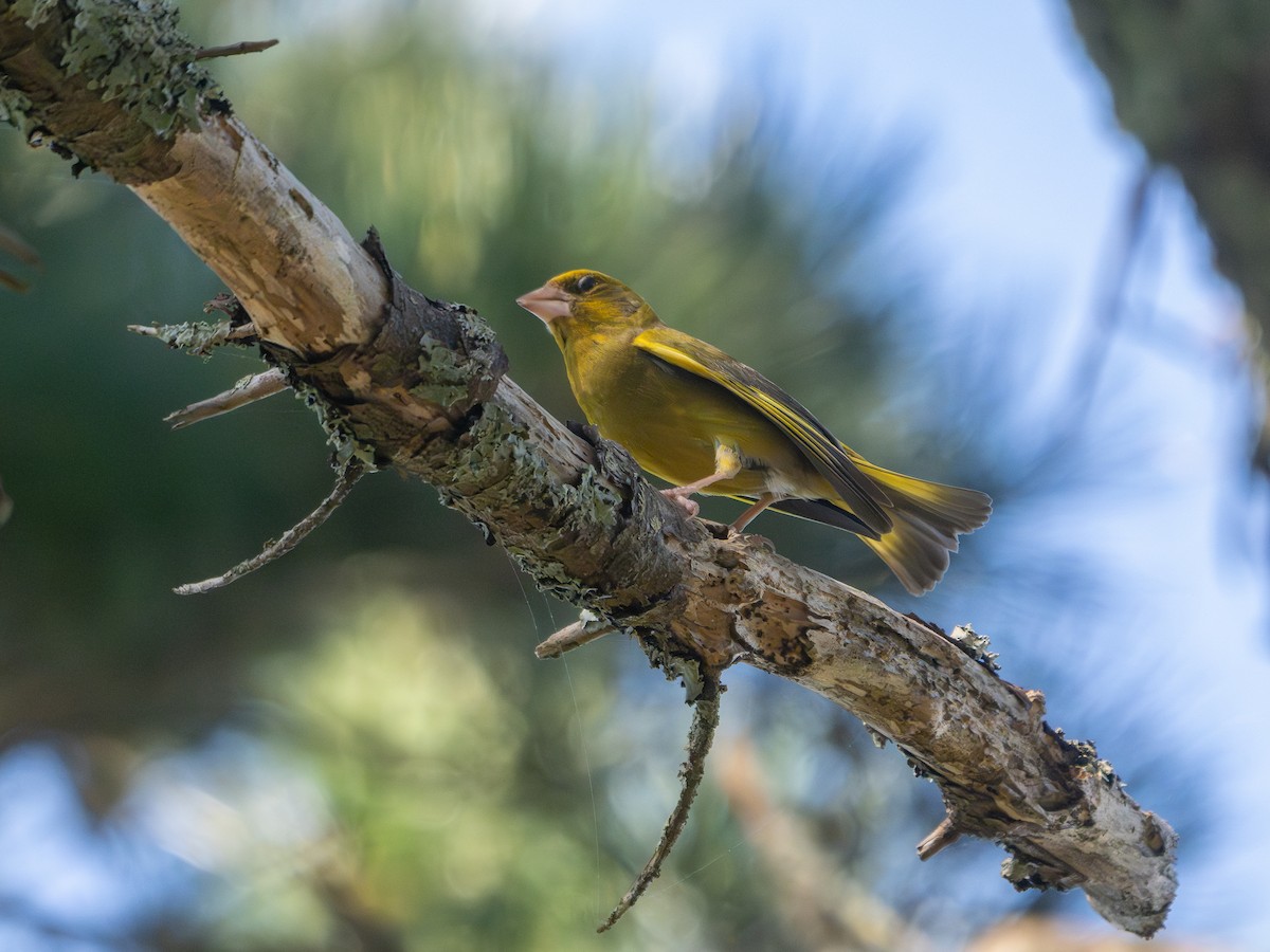 Grünfink - ML646471507