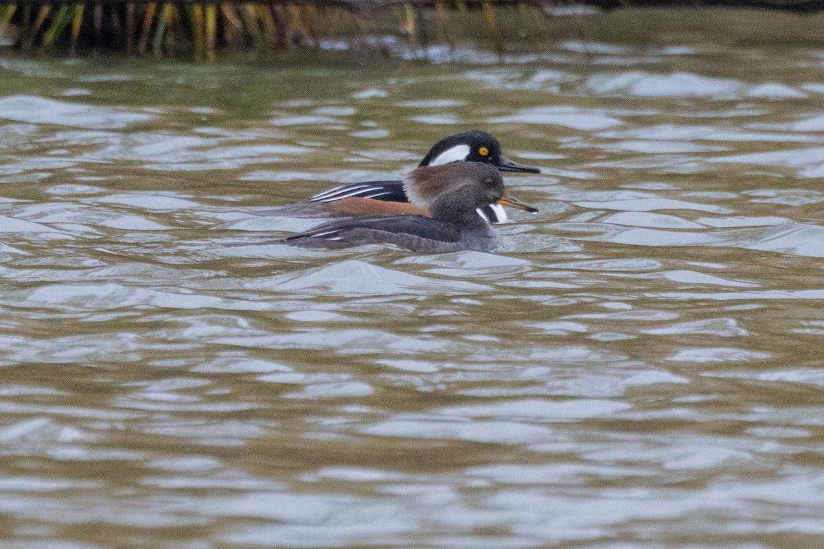 Kappensäger - ML646471508