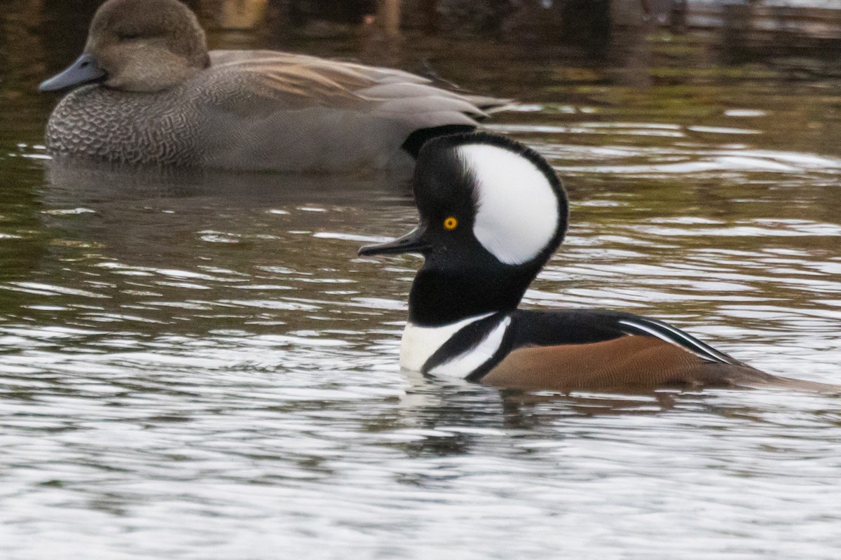 Kappensäger - ML646471509